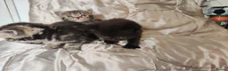 Mixed Breed cats for sale: British shorthair X - Advert 13