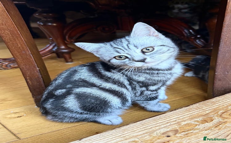 British Shorthair cats Looking for a lap cat?  - Advert 1