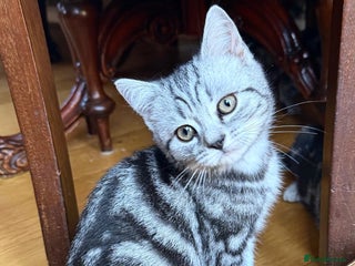 British Shorthair cats Looking for a lap cat? - Advert 18