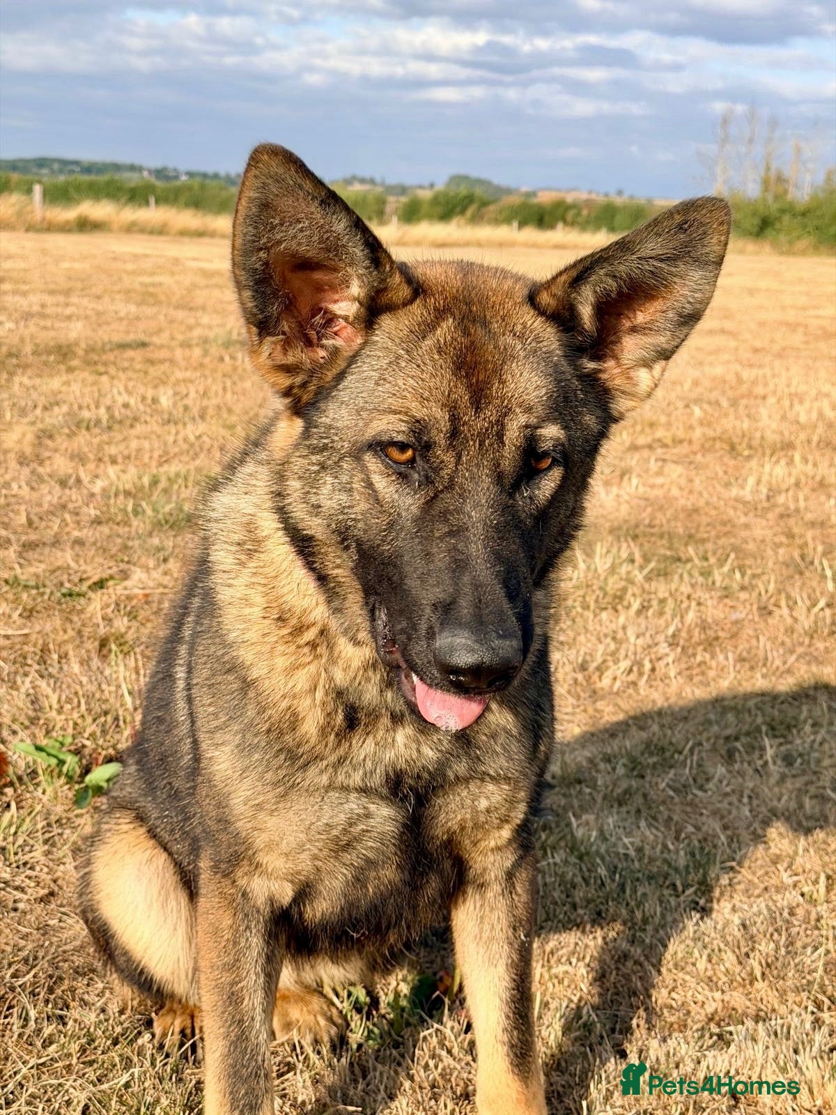 German Shepherd dogs 1 YR OLD FEMALE SABLE RKC REG’D AVAILABLE - Advert 18