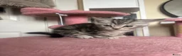 Norwegian Forest Cat cats for sale: NEED TO GO NOW! 3 kitties left - Advert 9