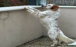English Setter dogs for adoption: Ruby and Ellie - 2.5 years old | Female Setters - Image 3