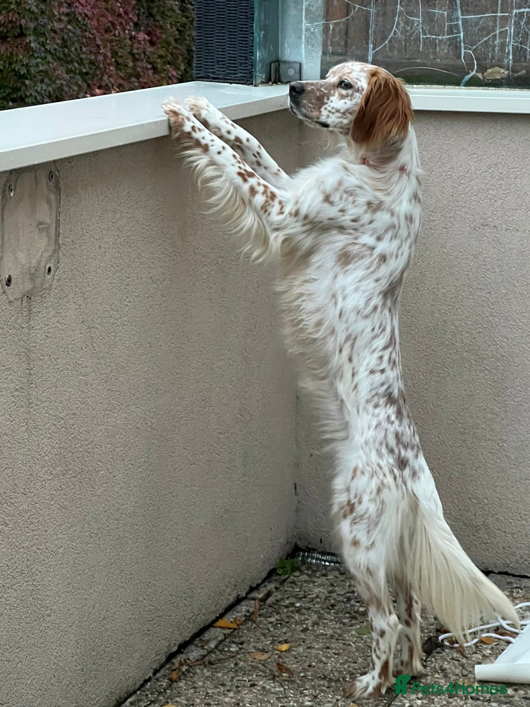 English Setter dogs for adoption: Ruby and Ellie - 2.5 years old | Female Setters - Image 3