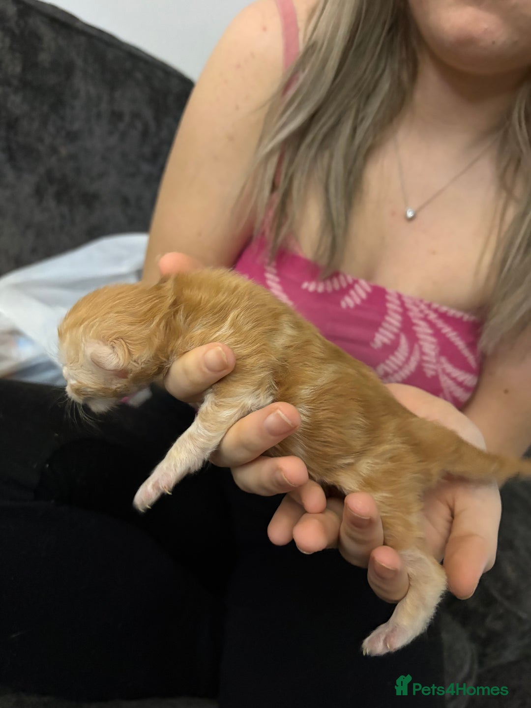 Mixed Breed cats for sale: Himalayan x Mainecoon  - Advert 6