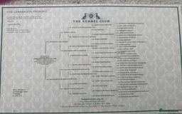 Mixed Breed dogs for sale: GSD × Dutch Herder – Top European Working Lines - Image 11