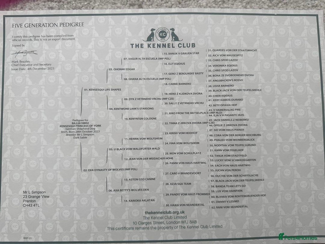 Mixed Breed dogs for sale: GSD × Dutch Herder – Top European Working Lines - Image 11