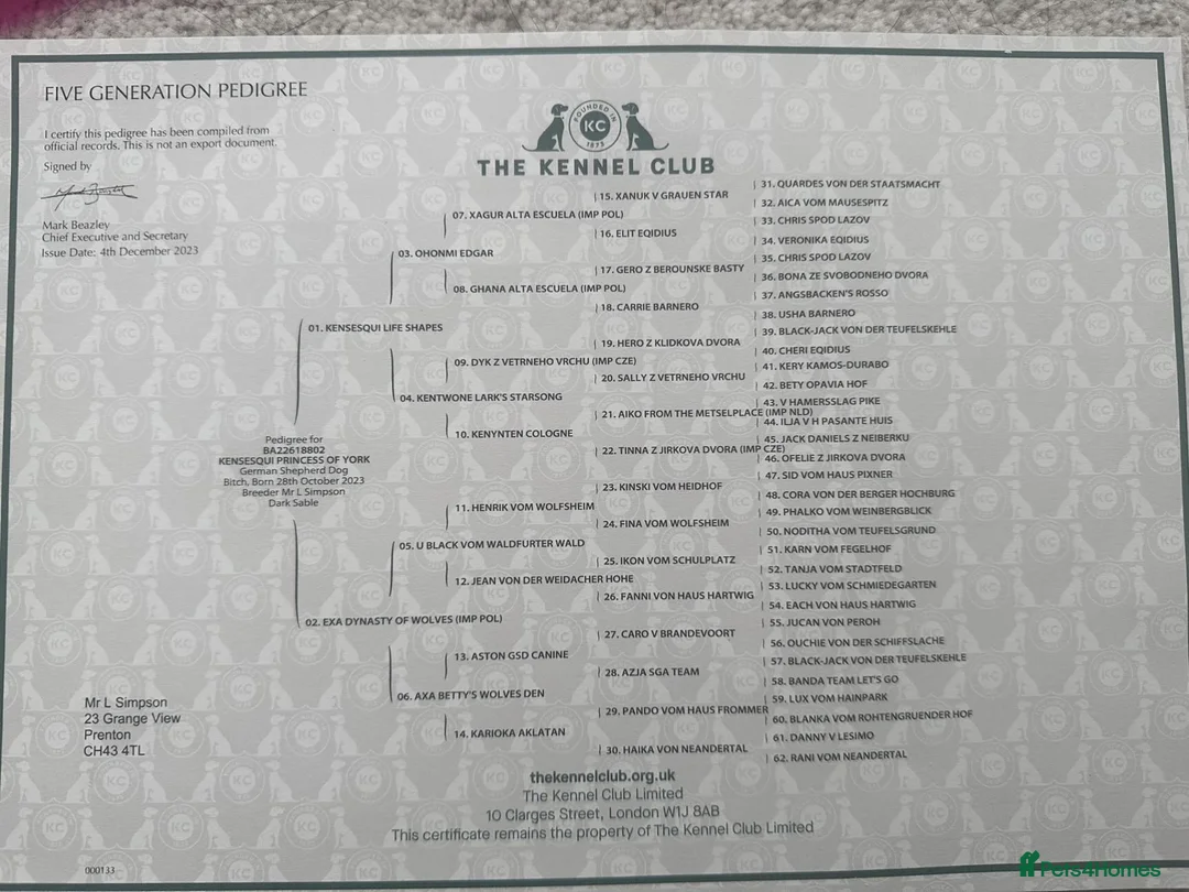 Mixed Breed dogs for sale: GSD × Dutch Herder – Top European Working Lines - Advert 37