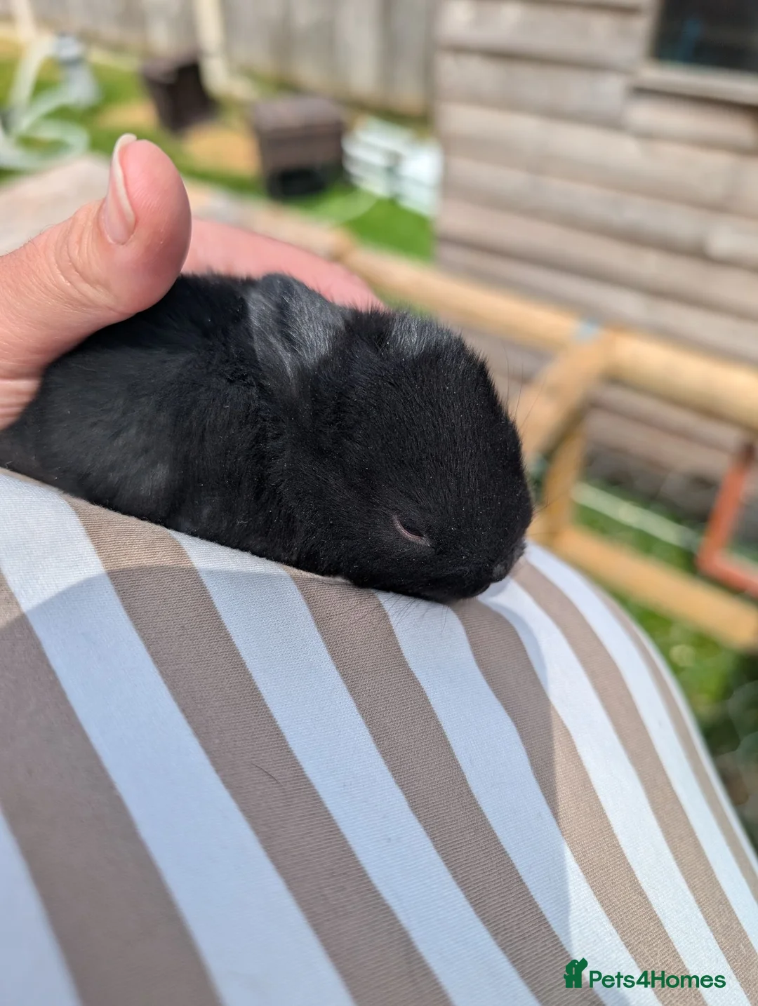 Mixed Breed rabbits for sale: Beautiful baby bunnies  in Andover - Advert 2
