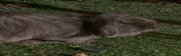 Mini Lop rabbits for sale: Two sisters mini lop must be sold together  in Alfreton - Advert 8