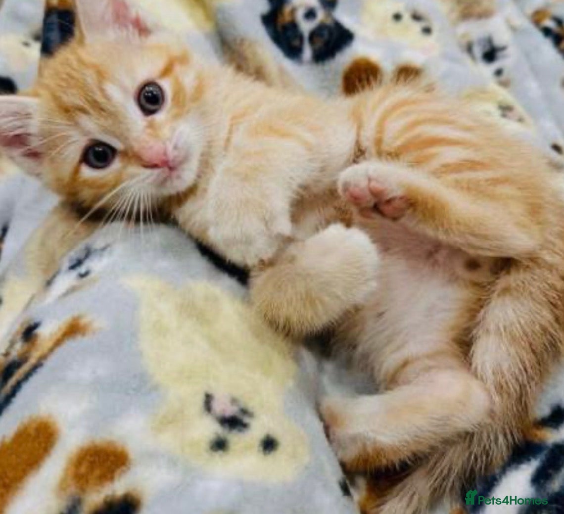 Mixed Breed cats Beautiful kittens  - Advert 2