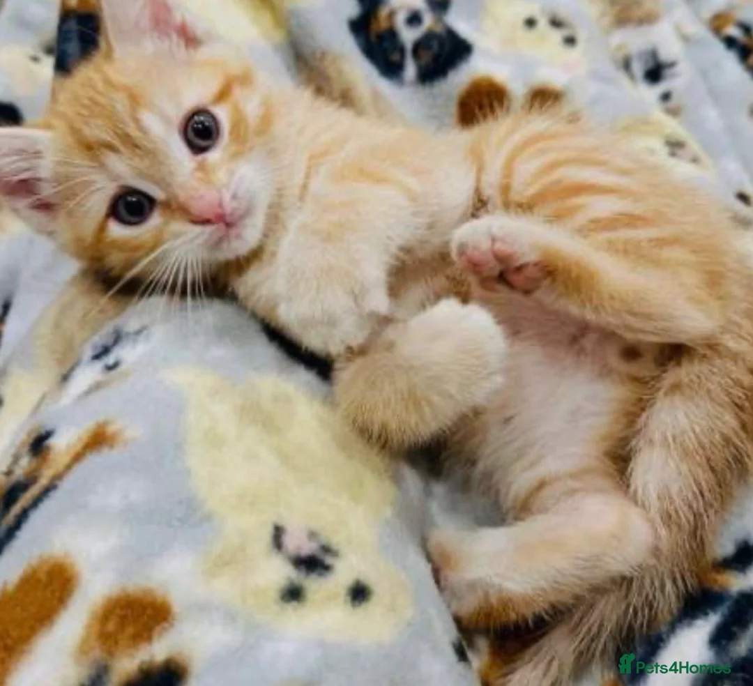 Mixed Breed cats for sale: Beautiful kittens  - Advert 1