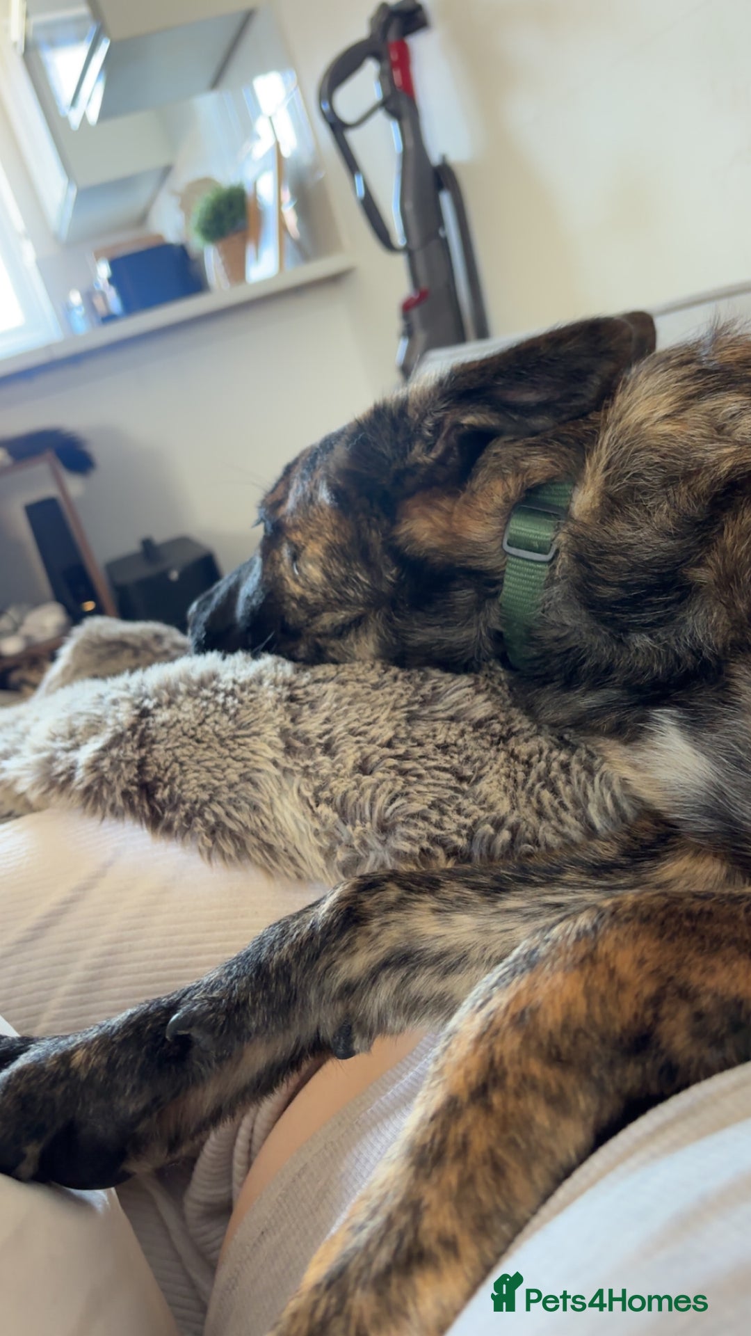 Mixed Breed dogs for sale: Shepherd Mix gorgeous girl for rehoming  - Image 15