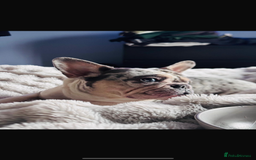 French Bulldog dogs for sale: Beautiful 3 year old Merle frenchie Dolly - Image 1
