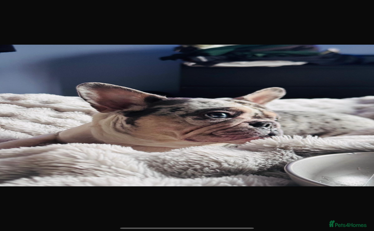 French Bulldog dogs - Advert 8