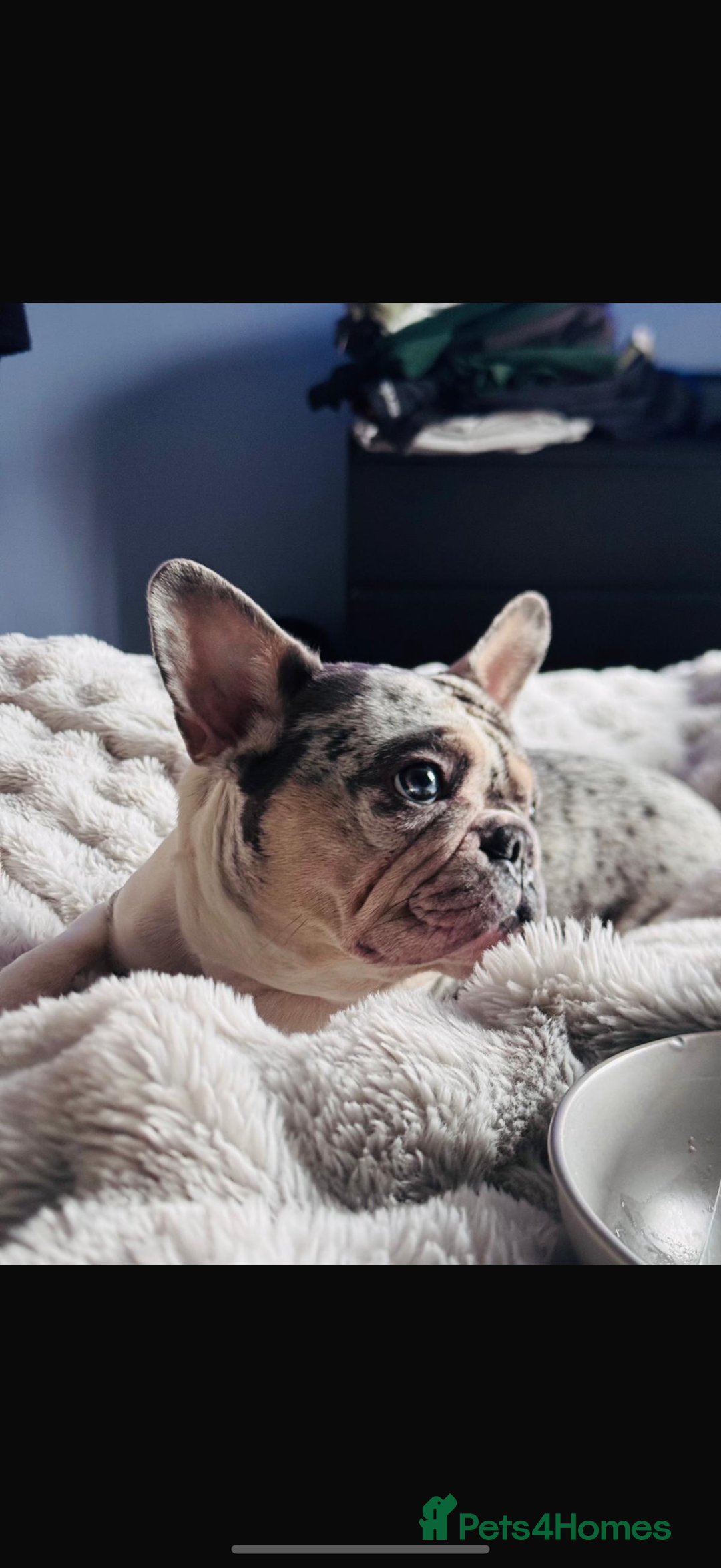 French Bulldog dogs for sale: Beautiful 3 year old Merle frenchie Dolly - Image 1