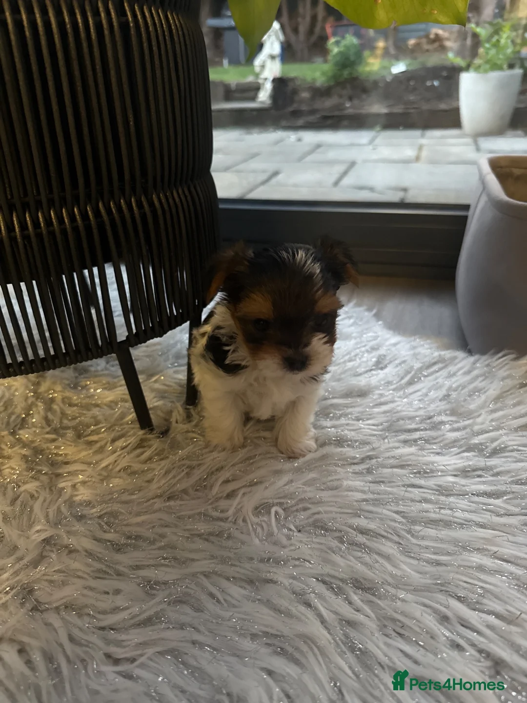 Yorkshire Terrier dogs for sale: Beautiful Mini Yorkshire Terrier Puppies  - Advert 1