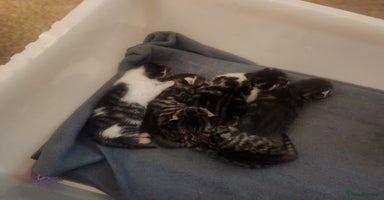 Mixed Breed cats - Advert 2