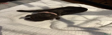 Pink Choclate Female