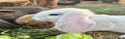 Continental Giant rabbits for sale: Giant conti with giant french lop - Advert 33