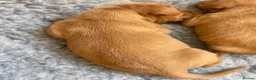Hungarian Vizsla dogs for sale: 5 handsome hungarian vizsla puppies for sale - Advert 31