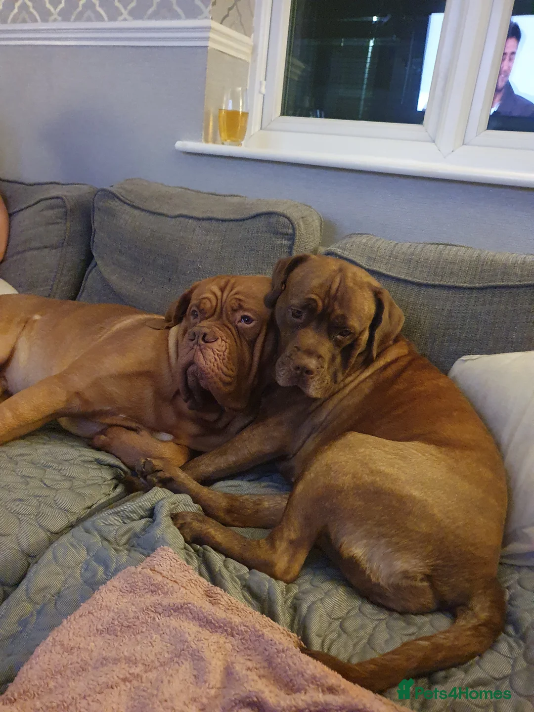 Mixed Breed dogs for sale: Beautiful American bulldog / douge de bordeaux  - Advert 3