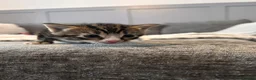 Mixed Breed cats for sale: Kittens for sale  - Advert 3