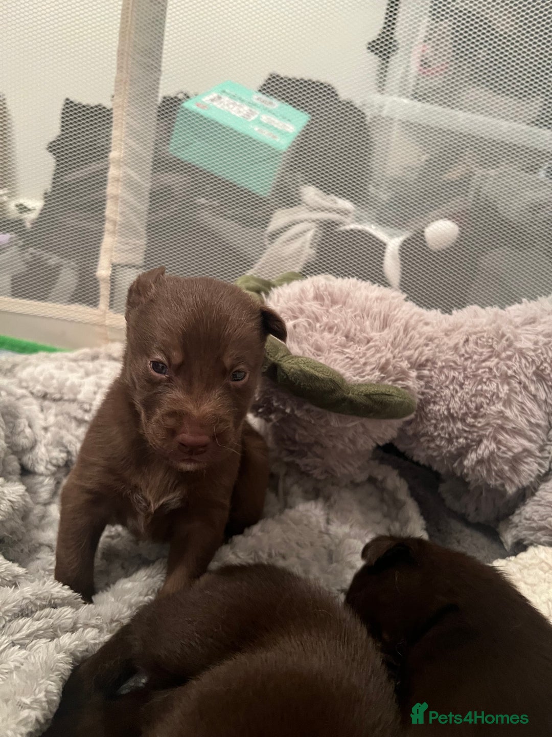 Mixed Breed dogs for sale: Labsky puppies  - Advert 5