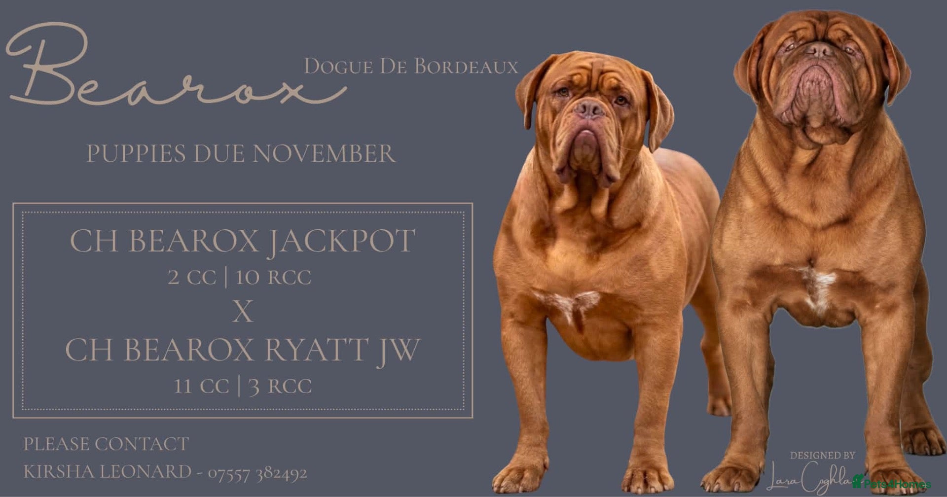 Dogue De Bordeaux dogs 🌟 UK Champion Parents - Puppies Due 🌟 - Advert 1