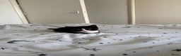 Domestic Shorthair cats for sale: White black cat  - Advert 11