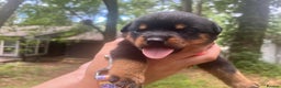 Rottweiler dogs for sale: Beautiful Rottweiler With a Loving Personality 🐕 - Advert 1