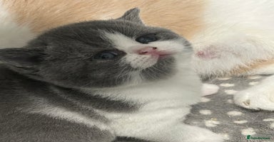 British Shorthair cats - Advert 5