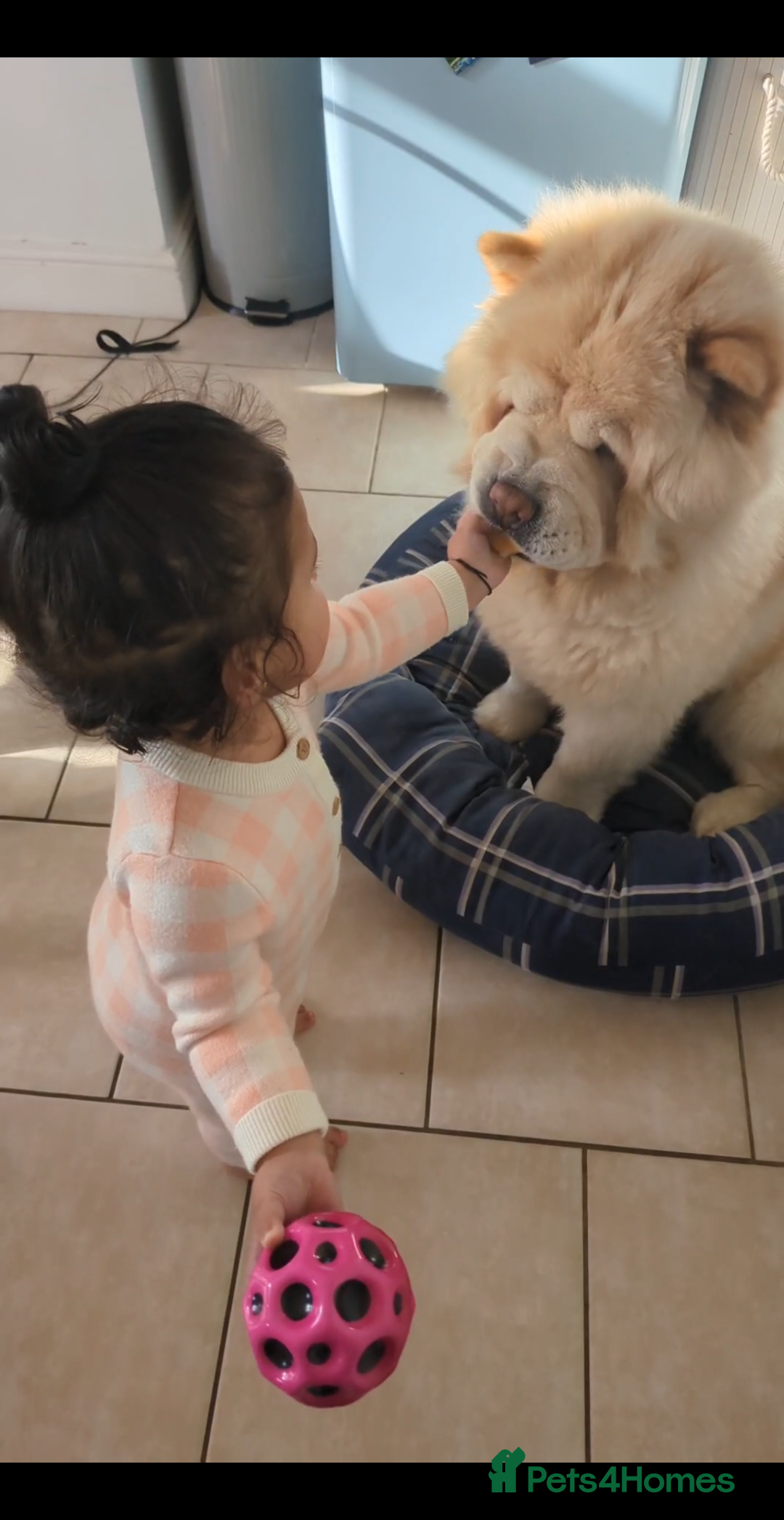 Chow Chow dogs for sale: Rambo the chow-chow  - Image 6