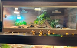 Leopard Gecko reptiles for sale: Leopard gecko with full enclosure  - Advert 11