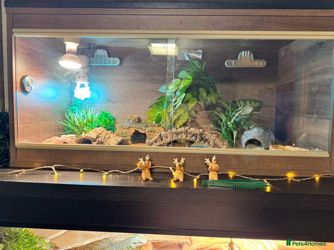 Leopard Gecko reptiles for sale: Leopard gecko with full enclosure  - Advert 11