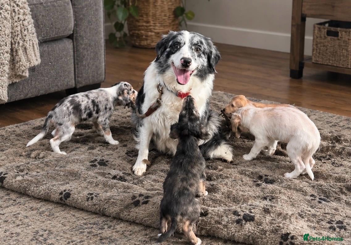 Mixed Breed dogs Border collie x saluki puppies - Advert 4
