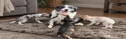 Mixed Breed dogs for sale: Border collie x saluki puppies in Beccles - Advert 1