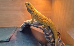 Bearded Dragon reptiles for sale: Bearded Dragon - Image 3