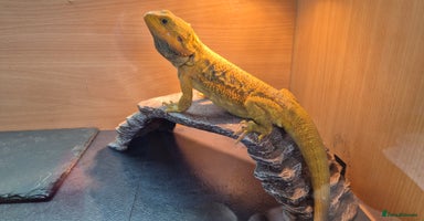 Bearded Dragon reptiles - Advert 5