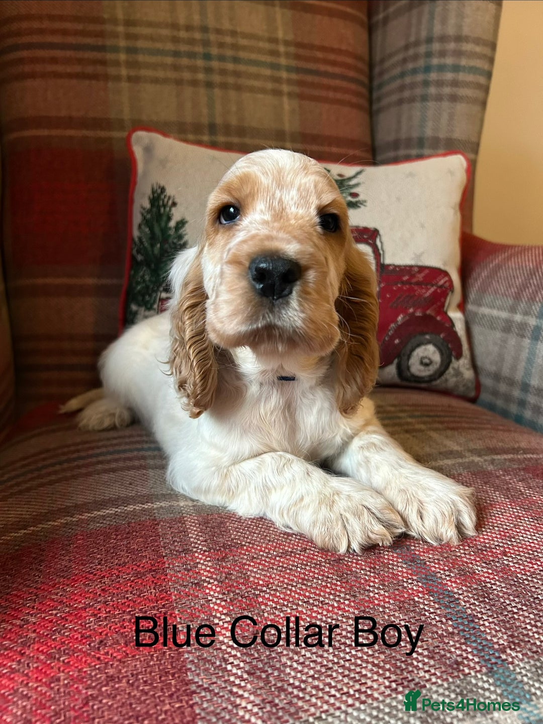 Cocker Spaniel dogs for sale: KC registered, health tested show type puppies - Advert 1