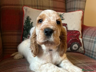 Cocker Spaniel dogs KC registered, health tested show type puppies - Advert 4