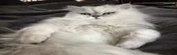 Persian cats for sale: Persian kittens - Advert 2