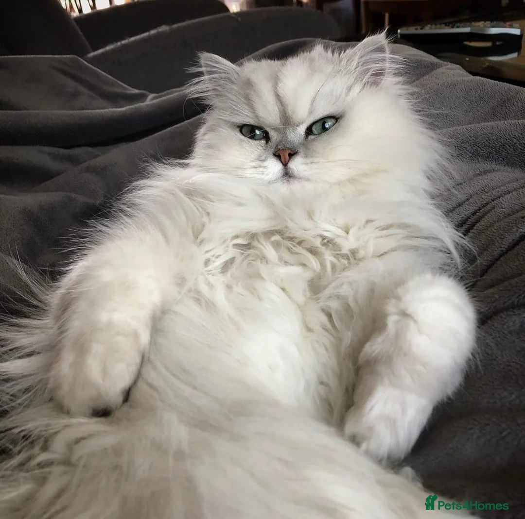 Persian cats for sale: Persian kittens - Advert 2