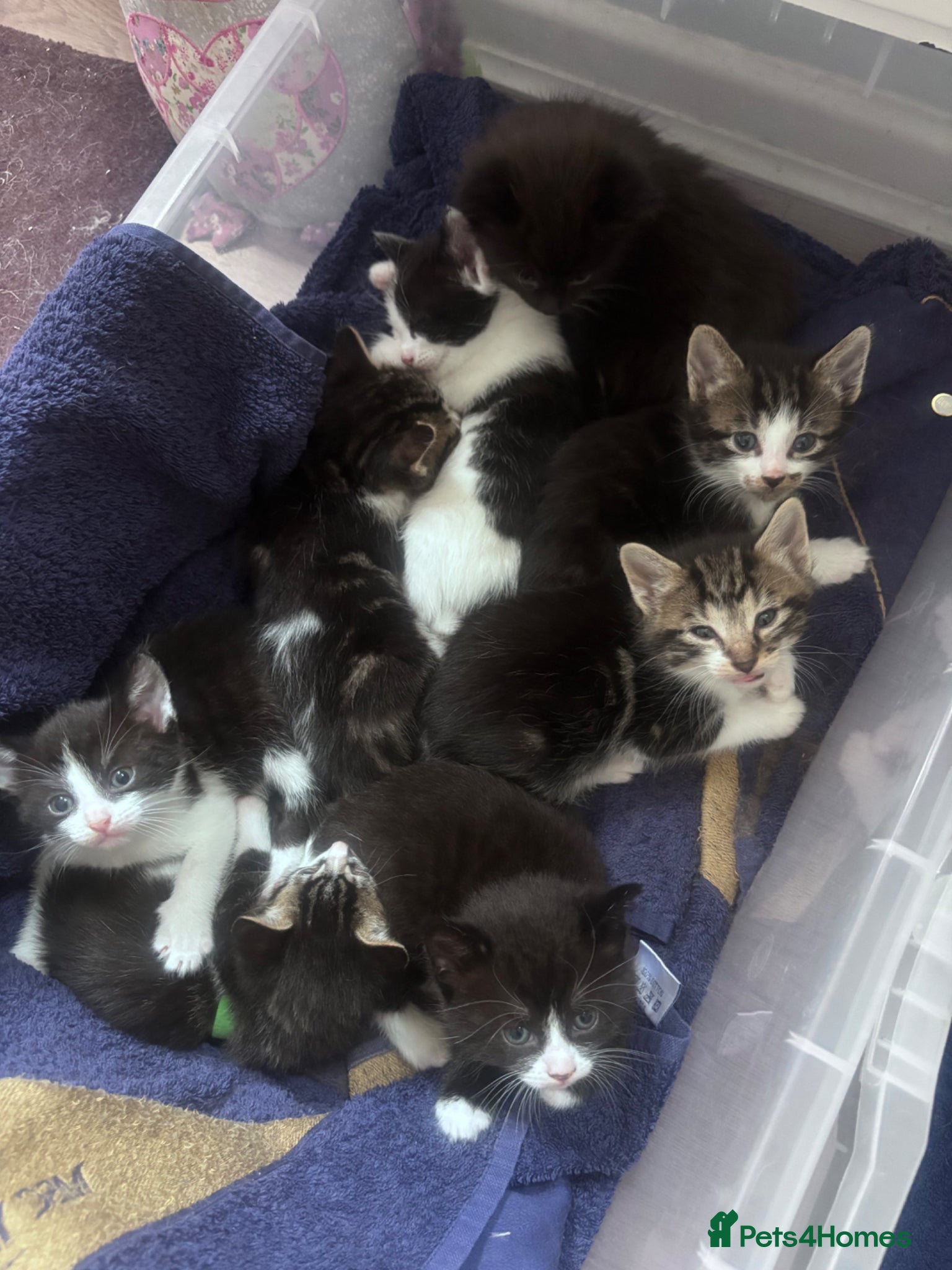 Mixed Breed cats for sale: Tabby kittens & black & white kittens  - Advert 7