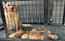 Golden Retriever dogs for sale: KC, Extensively health tested golden retrievers - Image 1