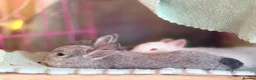 Netherland Dwarf rabbits for sale: Netherland Dwarf Bunnies Looking for a new home - Advert 5