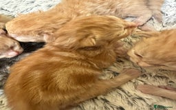 Maine Coon cats for sale: Gorgeous Maine coone kittens  - Image 15