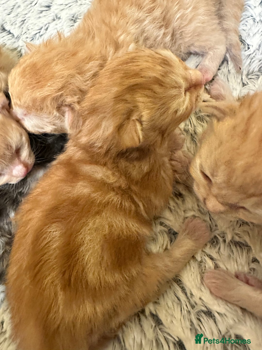 Maine Coon cats for sale: Gorgeous Maine coone kittens  - Image 15