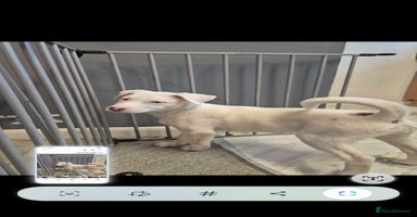 Mixed Breed dogs Husky mix puppies. Ready to leave! - Advert 16