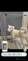Mixed Breed dogs Husky mix puppies. Ready to leave! - Advert 10