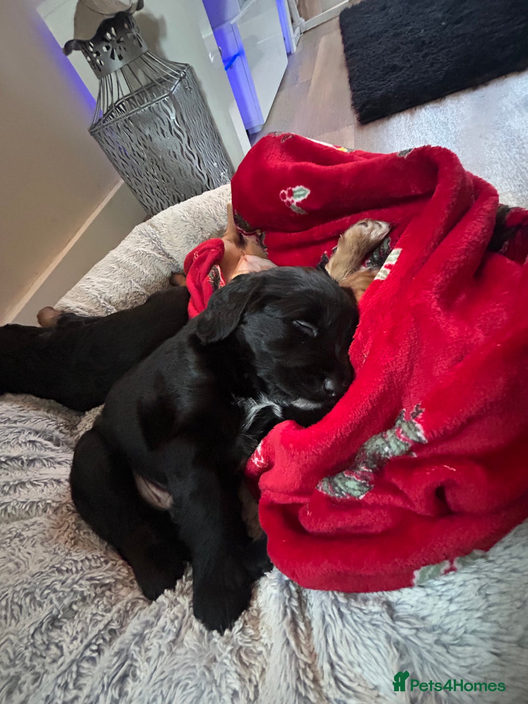Mixed Breed dogs for sale: KC COCKER X MINI COLLIE PUPS  - Advert 2